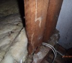 Before - probing termite damaged timber in roofvoid